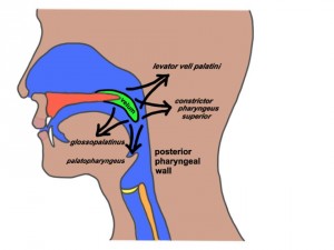 Anatomia Cavidad Oral de Perfil