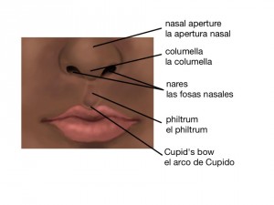 Anatomia de la boca y nariz